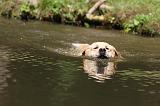 LABRADOR 422
